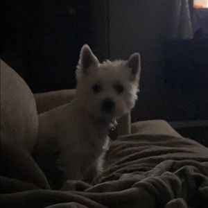 Meet your Posher, Kash